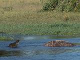 Africa 239 : Africa, Animal, Botswana, Crocodile, Hippopotamus, Mammal, Mombo, Okavango, Reptile